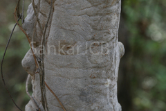 Gardenia turgida